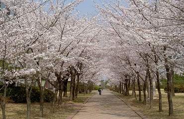 cherry-blossoms-553579_1280-new